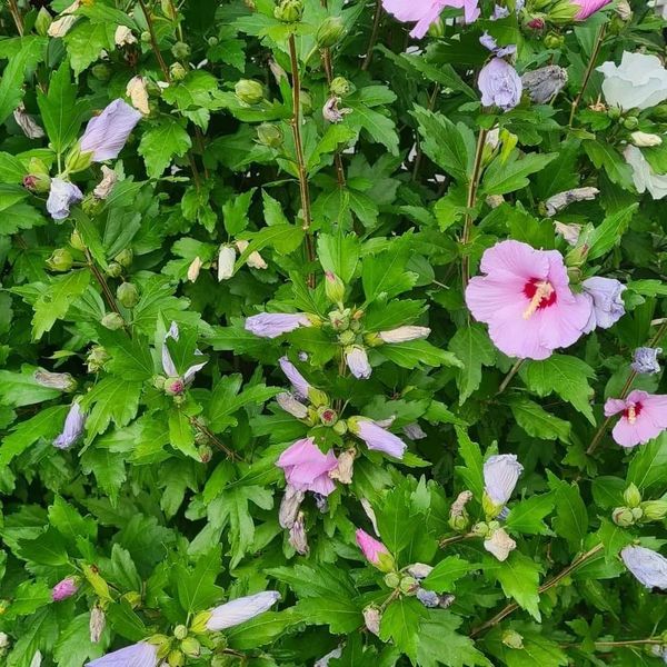 *Garten-Eibisch* in Sorten (Hibiscus syriacus)