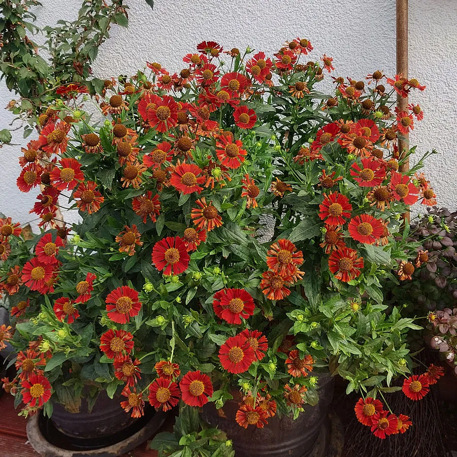 *Sonnenbraut 'Salsa'* (Helenium x cultorum 'Salsa')