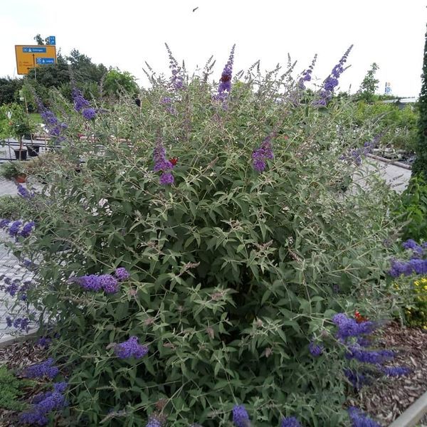 *Sommerflieder* (Buddleja davidii)