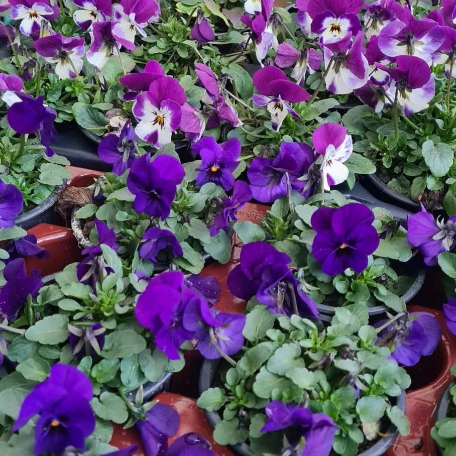 *Hornveilchen* (Viola cornuta)