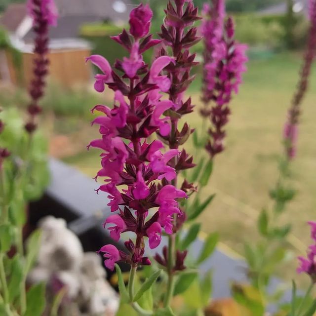 Steppensalbei (Salvia nemorosa)