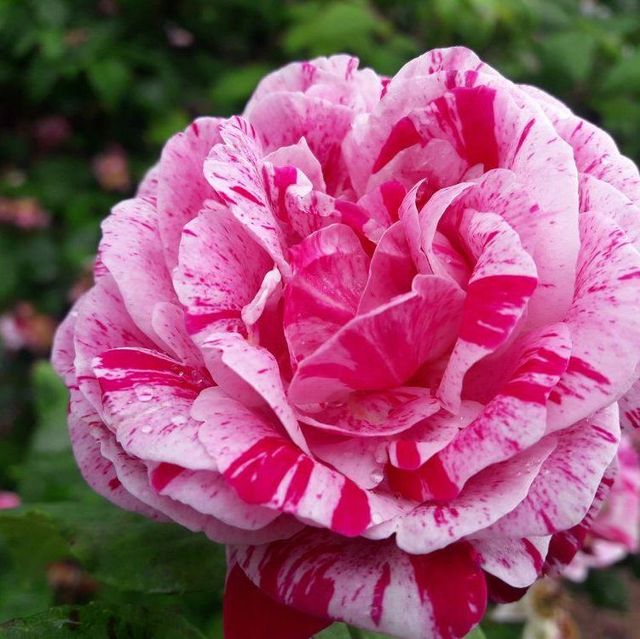 Seltene Rosen im Sortiment der GartenBaumschule Lehnert - Bodendecker, Obstbäume, Rosen, Ziersträucher und Heckenpflanzen aus Sangerhausen