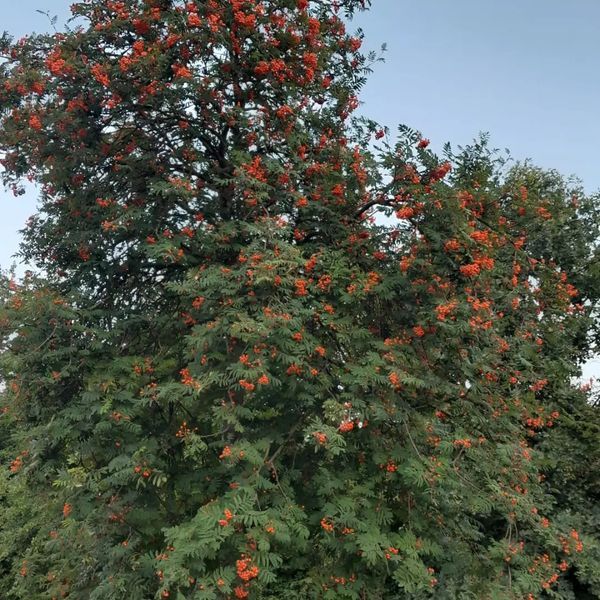 *Eberesche* (Sorbus aucuparia)