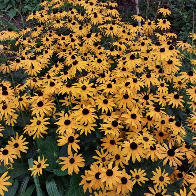 *Sonnenhut 'Goldsturm'* (Rudbeckia fulgida var. sullivantii 'Goldsturm')