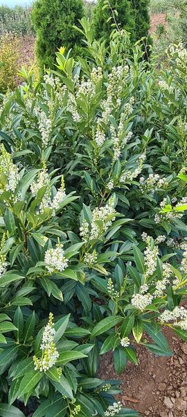 *Kirschlorbeer 'Herbergii'* (Prunus laurocerasus)