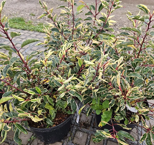 *Portugiesischer Kirschlorbeer 'Variegata'* (Prunus lusitanica 'Variegata')
