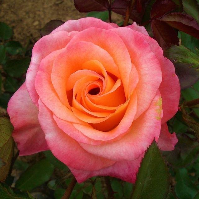 Edelrosen im im Sortiment der GartenBaumschule Lehnert - Bodendecker, Obstbäume, Rosen, Ziersträucher und Heckenpflanzen aus Sangerhausen