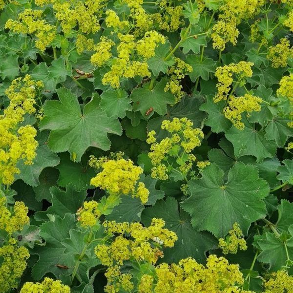 Großblättriger Frauenmantel* (Alchemilla mollis)