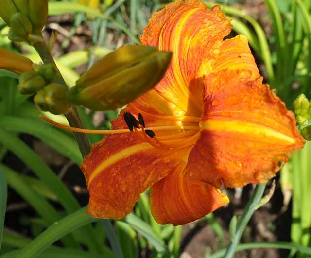 *Taglilie i.S.* (Hemerocallis i.S.)
