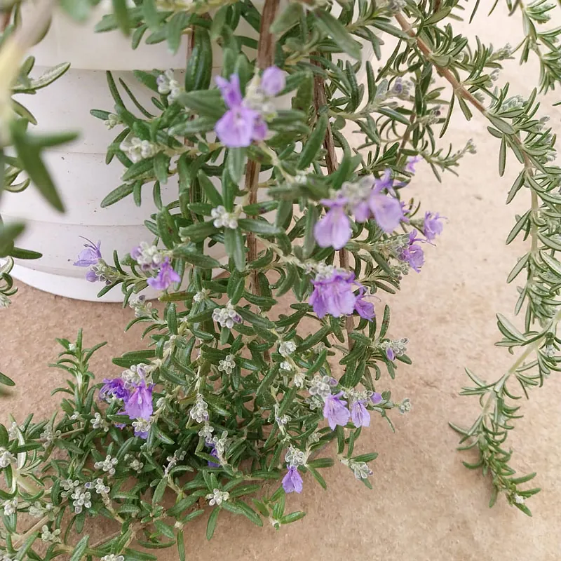*Überhängender Rosmarin* (Rosmarinis officinalis 'Capri')