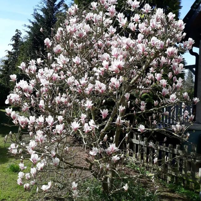 *Tulpenmagnolie* (Magnolia x soulangiana)