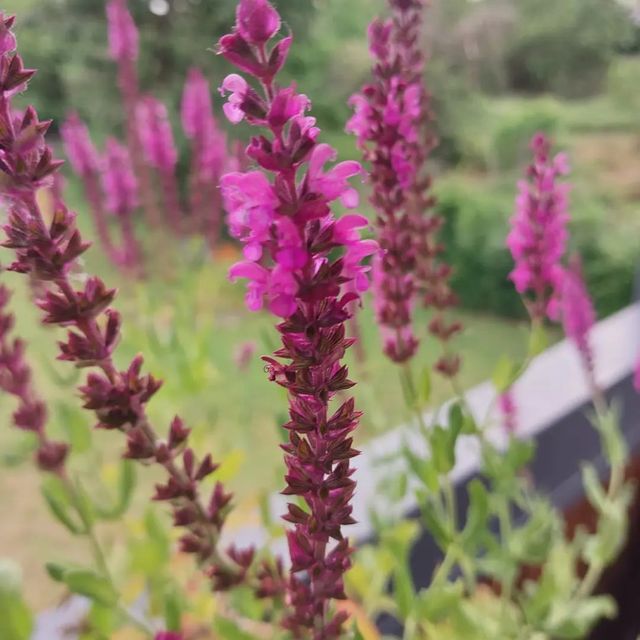 Steppensalbei (Salvia nemorosa)