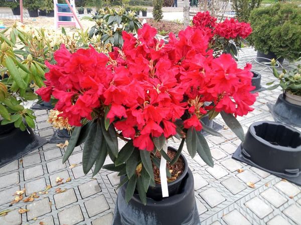 *Rhododendron*
