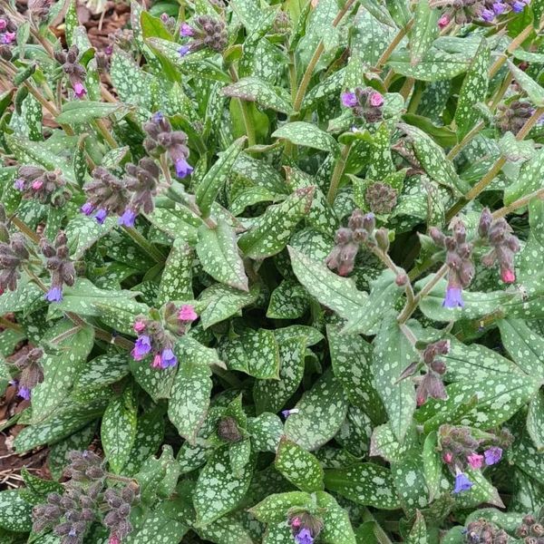 *Lungenkraut 'Opal'* (Pulmonaria saccharata 'Opal')