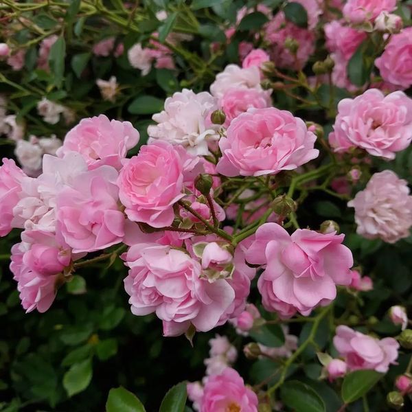 *Bodendecker-Rose / Beetrose 'The Fairy'* (Rosa 'The Fairy')