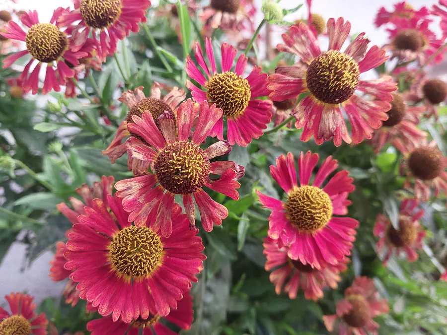 *Sonnenbraut 'Salsa'* (Helenium x cultorum 'Salsa')