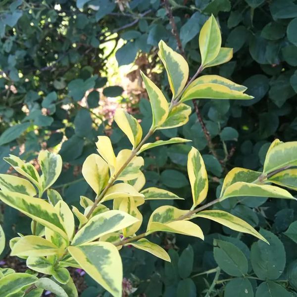 *Goldliguster* (Ligustrum ovalifolium 'Aureum')