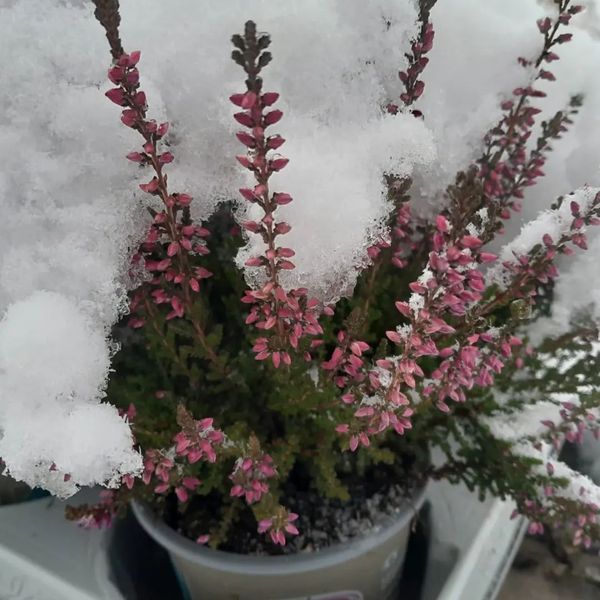 *Besenheide i.S.* (Calluna vulgaris i.S.)