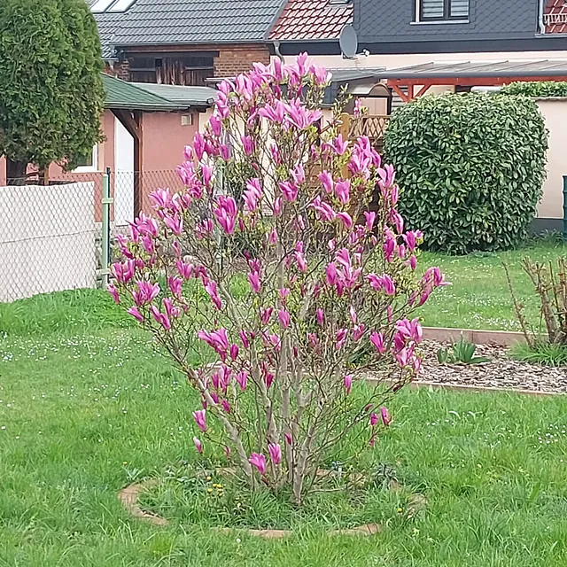 *Purpur-Magnolie 'Susan'* (Magnolia liliiflora 'Susan')