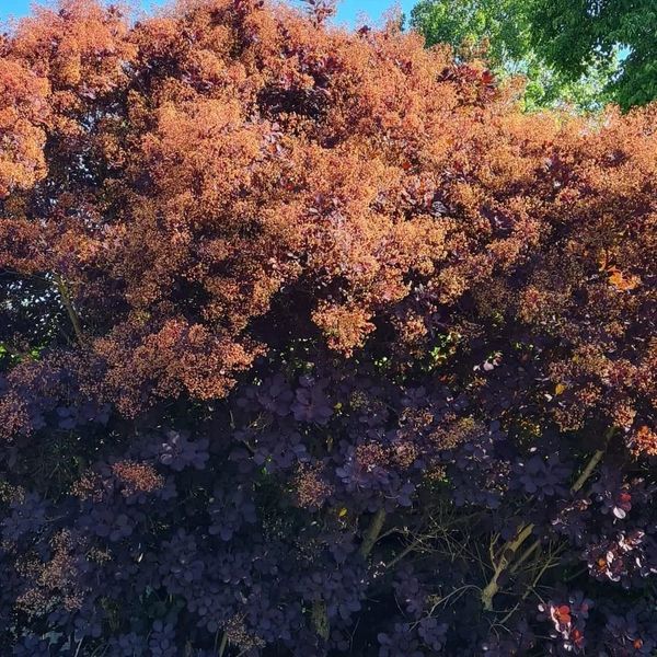 *Roter Perückenstrauch 'Royal Purple'* (Cotinus coggygria 'Royal Purple')
