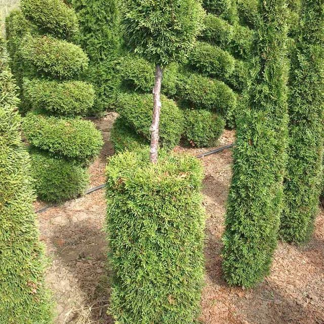 Formgehölze - Thuja - im Sortiment der GartenBaumschule Lehnert - Bodendecker, Obstbäume, Rosen, Ziersträucher und Heckenpflanzen aus Sangerhausen