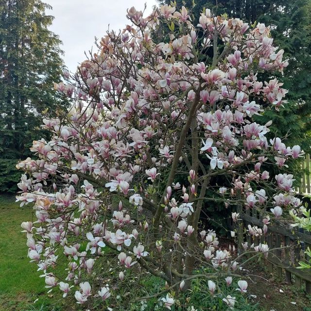 *Tulpenmagnolie* (Magnolia x soulangiana)