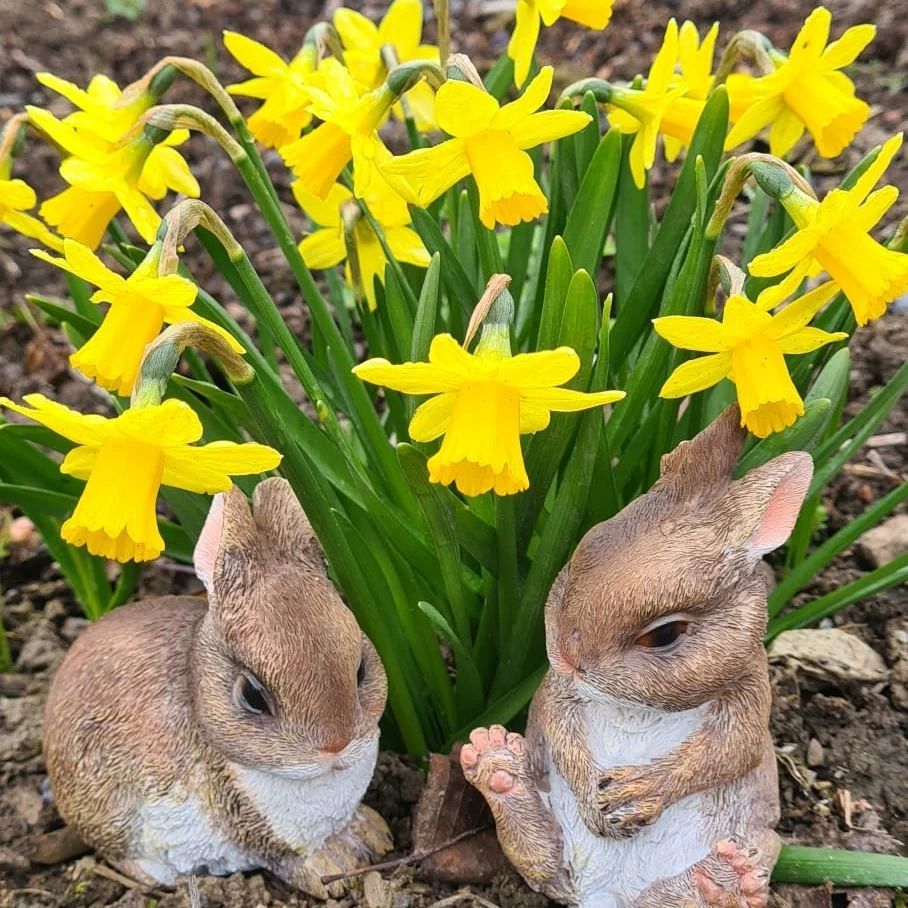 *Osterglocke* (Narcissus pseudonarcissus)