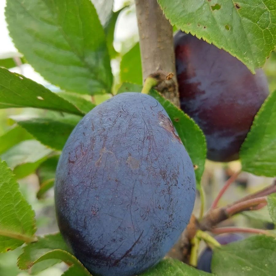 *Säulenzwetschge* (Prunus domestica)