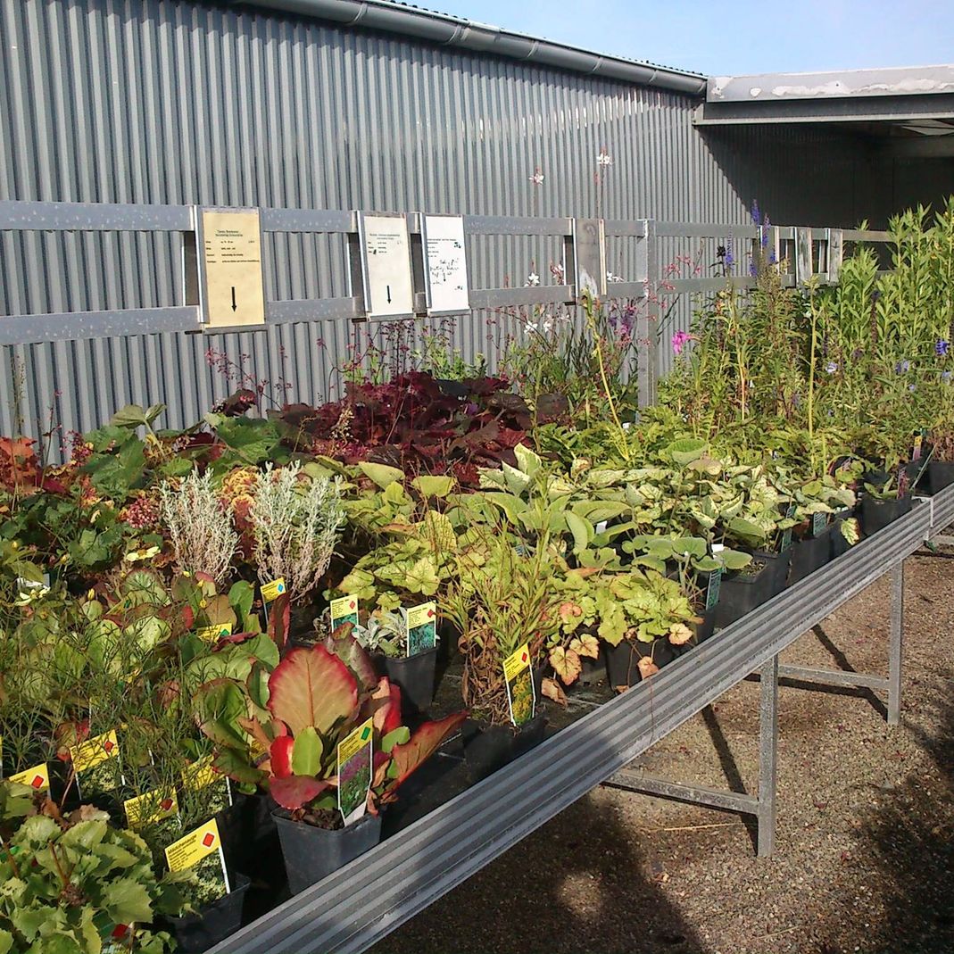 Wir stellen uns vor - GartenBaumschule Lehnert - Bodendecker, Obstbäume, Rosen, Ziersträucher und Heckenpflanzen aus Sangerhausen