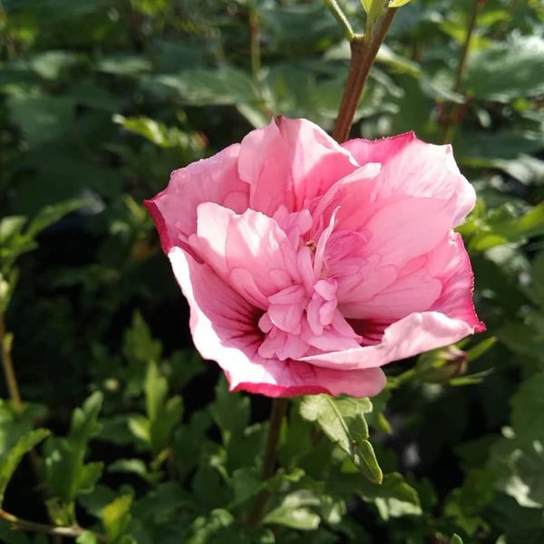 Hibiskus 'Chiffon' in Sorten (Hibiscus syriacus 'Chiffon')