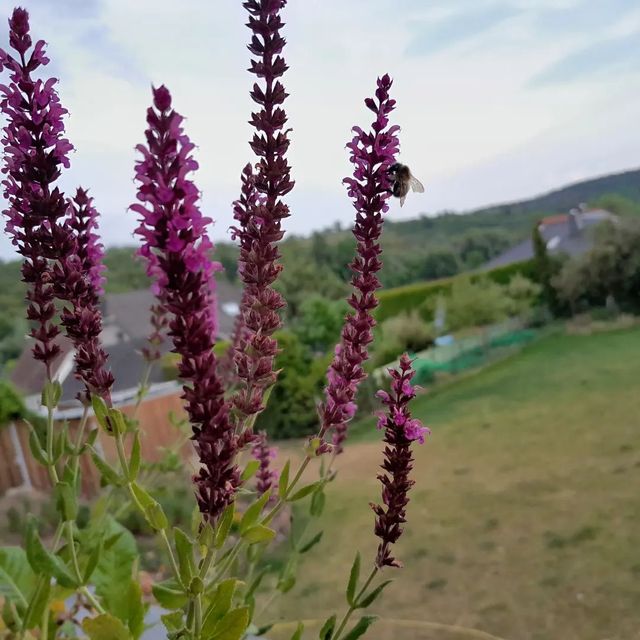 Steppensalbei (Salvia nemorosa)