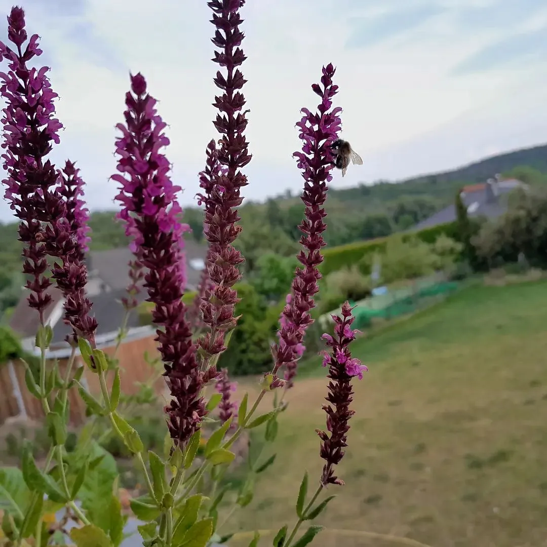 Steppensalbei (Salvia nemorosa)