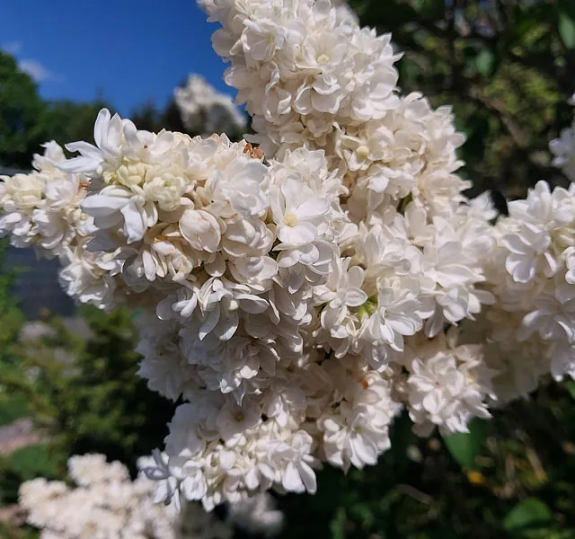 *Edelflieder 'Mme Lemoine'* (Syringa vulgaris 'Mme Lemoine')