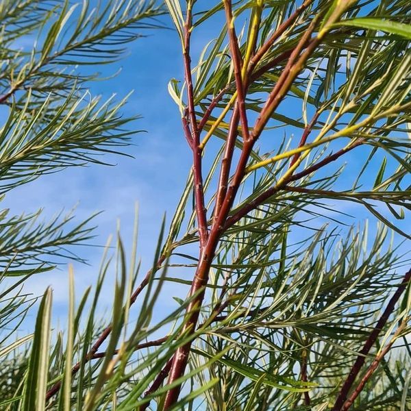 *Rosmarinweide* (Salix rosmarinifolia)