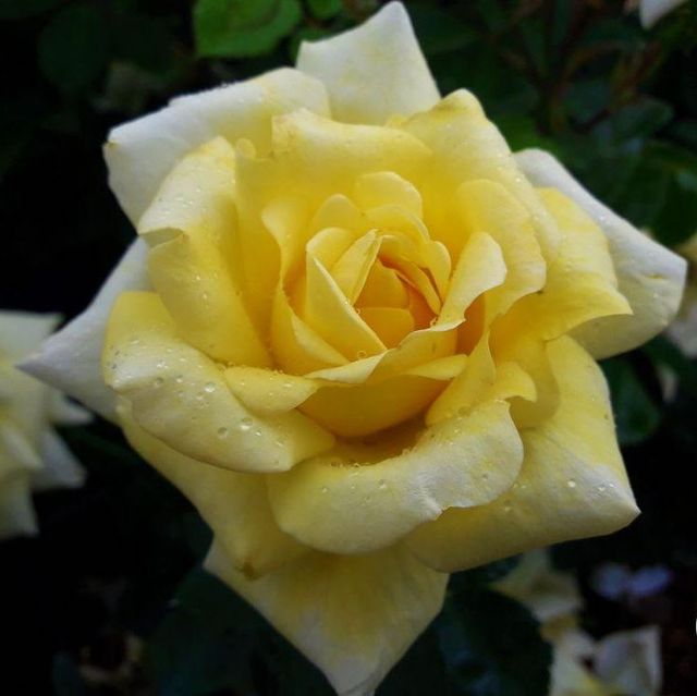 Edelrosen im im Sortiment der GartenBaumschule Lehnert - Bodendecker, Obstbäume, Rosen, Ziersträucher und Heckenpflanzen aus Sangerhausen
