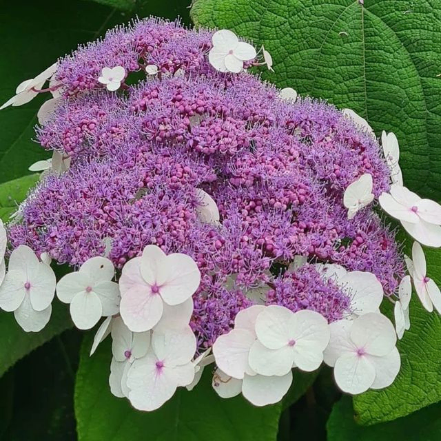 *Samthortensie 'Macrophylla'* (Hydrangea aspera 'Macrophylla')