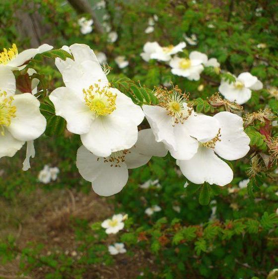Seltene Rosen im Sortiment der GartenBaumschule Lehnert - Bodendecker, Obstbäume, Rosen, Ziersträucher und Heckenpflanzen aus Sangerhausen
