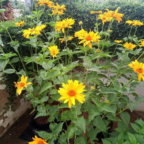 *Sonnenauge* (Heliopsis scabra)