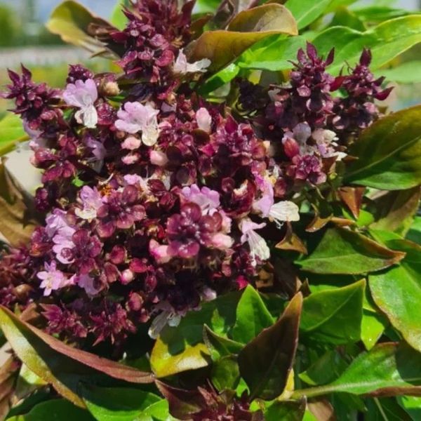 *Thaibasilikum Tulsi* (Ocimum tenuiflorum)