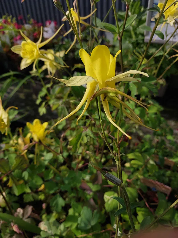 *Langspornige Akelei* (Aquilegia chrysantha)
