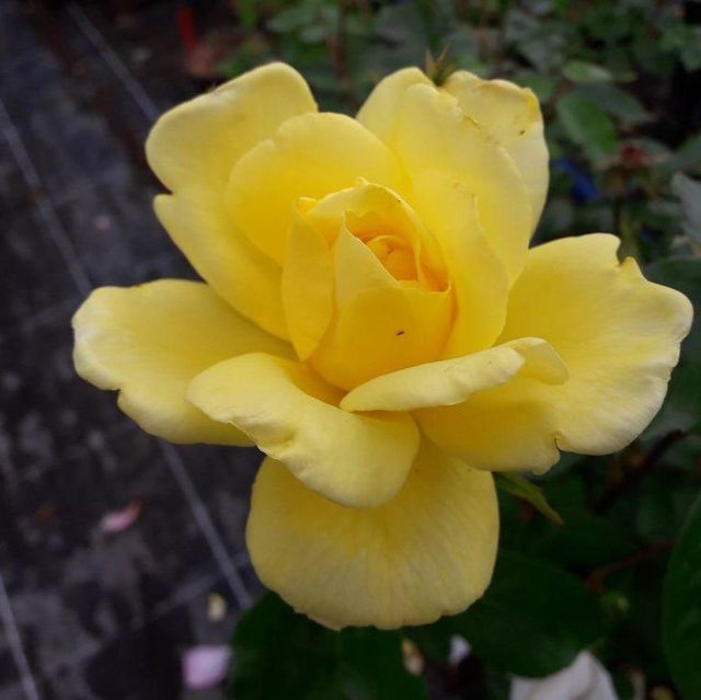 Kletterrosen im Sortiment der GartenBaumschule Lehnert - Bodendecker, Obstbäume, Rosen, Ziersträucher und Heckenpflanzen aus Sangerhausen