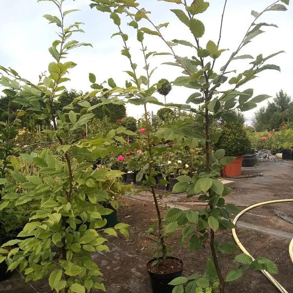 *Hainbuche* (Carpinus betulus)