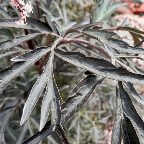*Schlitzblättriger schwarzer Holunder 'Black Lace'* (Sambucus nigra 'Black Lace') 