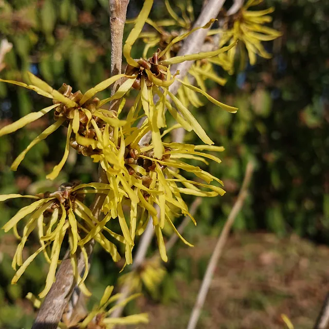 *Zaubernuss 'Westerstede'* (Hamamelis x intermedia 'Westerstede')