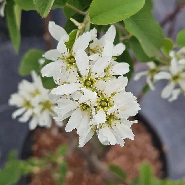 *Erlenblättrige Felsenbirne 'Northline'* (Amelanchier alnifolia 'Northline')