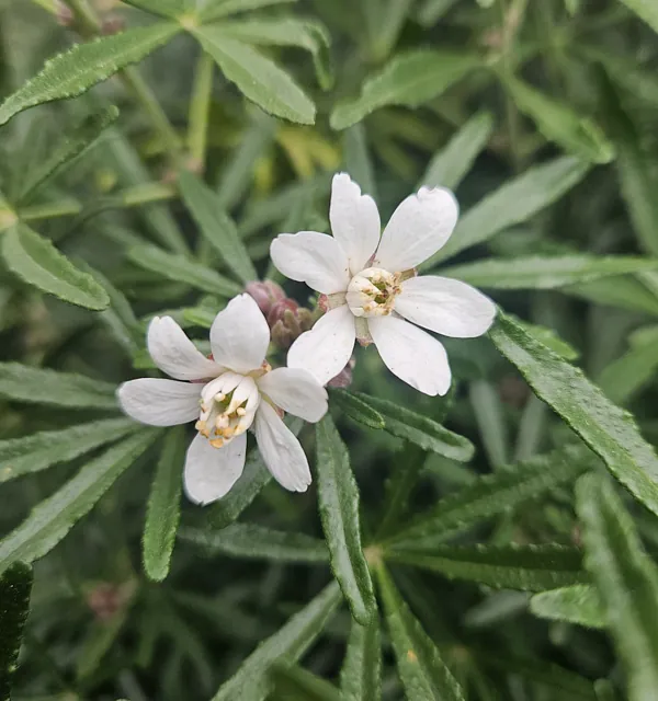 *Orangenblume* (Choisya ternata 'Aztec Pearl')