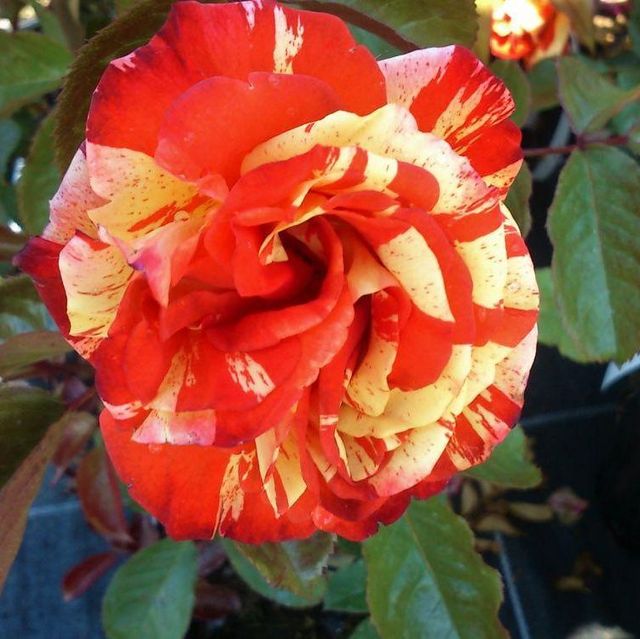 Edelrosen im im Sortiment der GartenBaumschule Lehnert - Bodendecker, Obstbäume, Rosen, Ziersträucher und Heckenpflanzen aus Sangerhausen