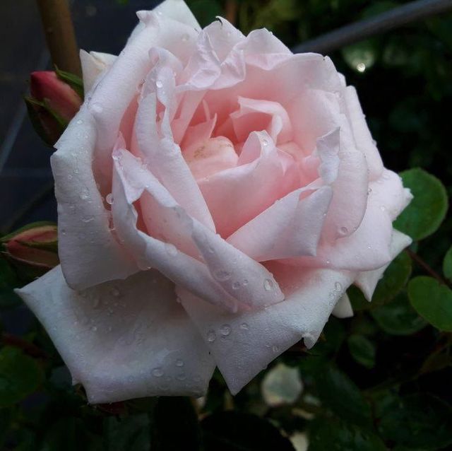 Kletterrosen im Sortiment der GartenBaumschule Lehnert - Bodendecker, Obstbäume, Rosen, Ziersträucher und Heckenpflanzen aus Sangerhausen