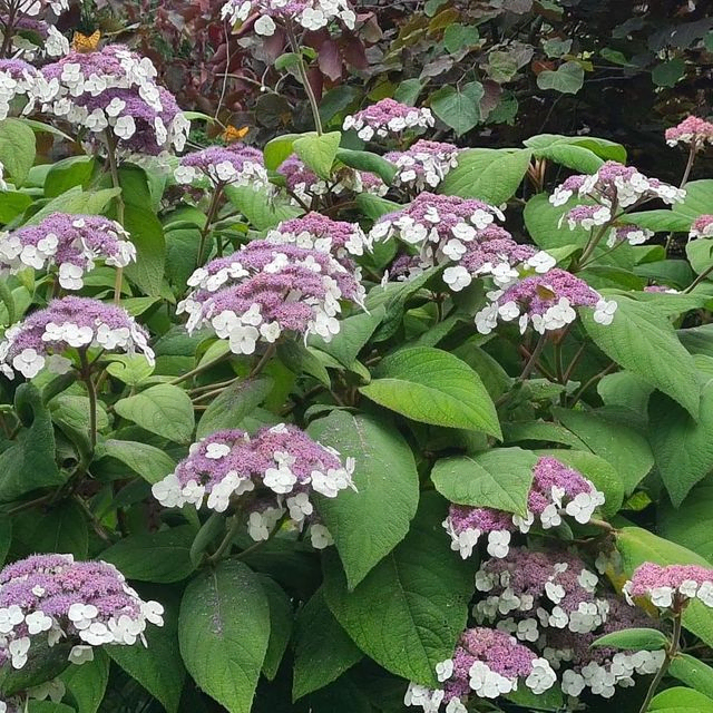 *Samthortensie 'Macrophylla'* (Hydrangea aspera 'Macrophylla')