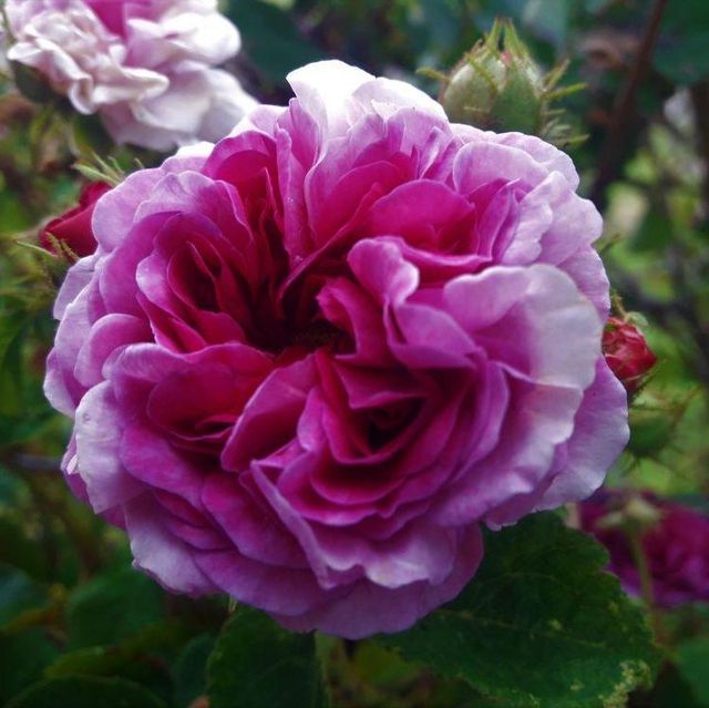 Kletterrosen im Sortiment der GartenBaumschule Lehnert - Bodendecker, Obstbäume, Rosen, Ziersträucher und Heckenpflanzen aus Sangerhausen